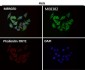 Anti-alpha Tubulin TUBA1B Rabbit Monoclonal Antibody